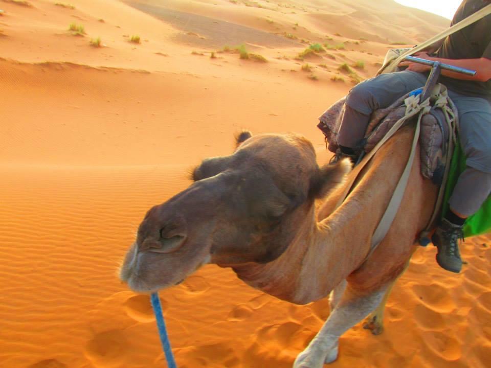 Tofu Hotel & Safari Джайсалмер Екстериор снимка